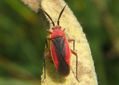 Lopidea instabilis; Plant Bug species