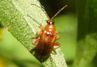 Luperaltica nigripalpis; Flea Beetle species