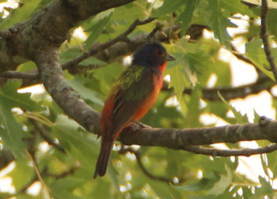 Painted Bunting; male