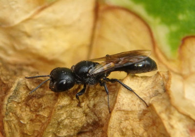 Pemphredon Aphid Wasp species
