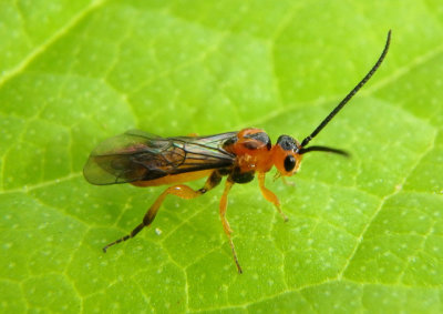 Proterops proteroptoides; Braconid Wasp species