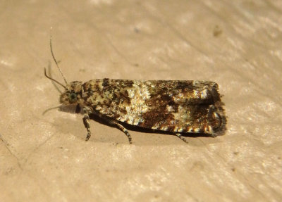 2859 - Celypha cespitana; Celypha Moth