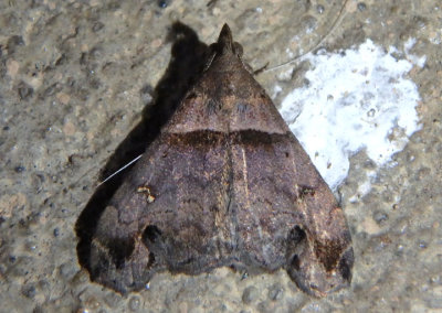 8393 - Lascoria ambigualis; Ambiguous Moth; male