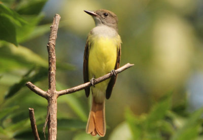 Great Crested Flycatcher