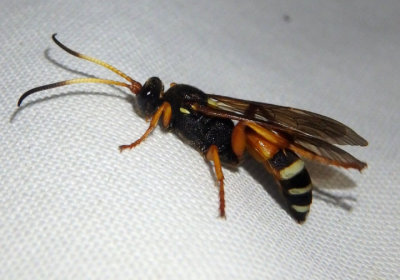 Ichneumon ambulatorius; Ichneumon Wasp species