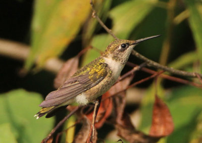 Ruby-throated Hummingbird; juvenile