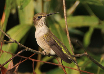 Ruby-throated Hummingbird; juvenile