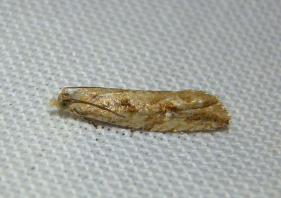 2706 - Bactra furfurana; Tortricid Moth species