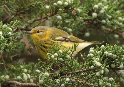 Cape May Warbler; male