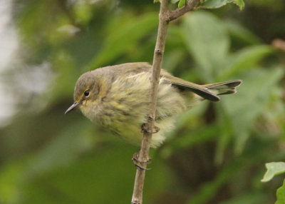 Cape May Warbler; female