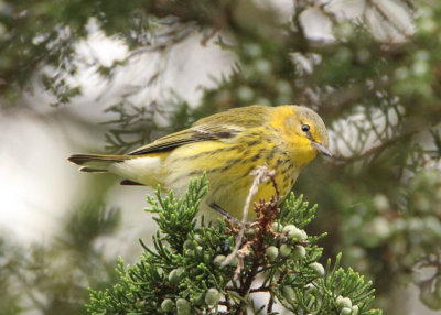 Cape May Warbler; male