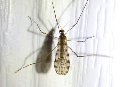 Hoplolabis armata; Limoniid Crane Fly species