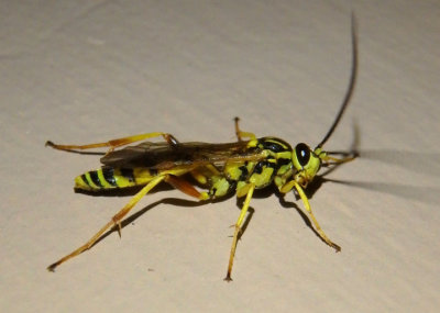 Setanta compta; Ichneumon Wasp species; male