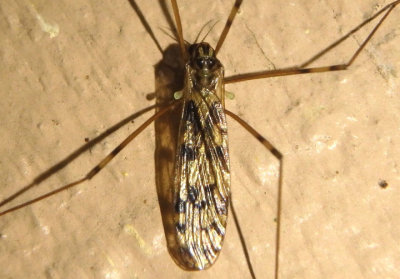 Limonia cinctipes; Limoniid Crane Fly species