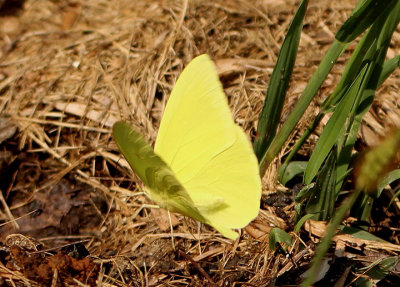 Phoebis sennae; Cloudless Sulphur; male