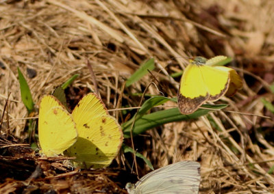 Pyrisitia lisa; Little Yellows