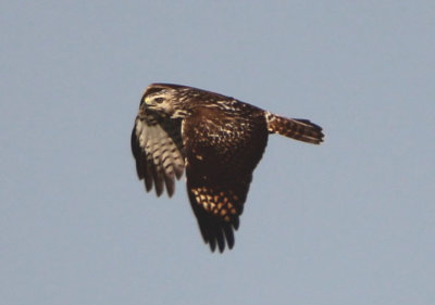 Red-shouldered; Hawk; juvenile
