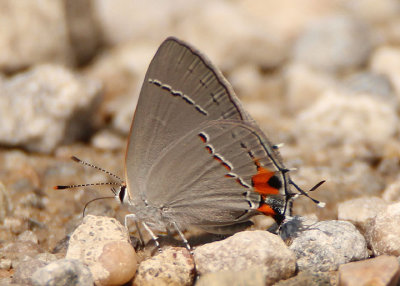 Strymon melinus; Gray Hairstreak