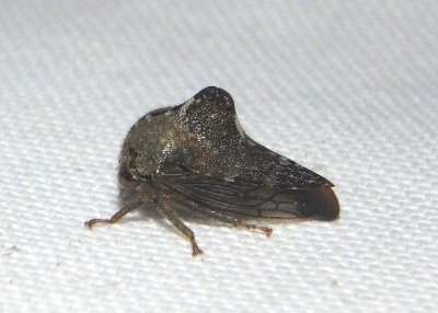 Telamona ampliata; Treehopper species