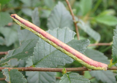 6584 - Iridopsis humaria; Small Purplish Gray caterpillar