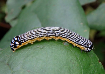 9618 - Phosphila turbulenta; Turbulent Phosphila caterpillar
