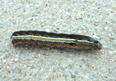 9669 - Spodoptera ornithogalli; Yellow-striped Armyworm