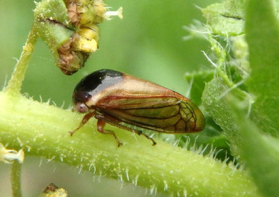 Acutalis tartarea; Treehopper species