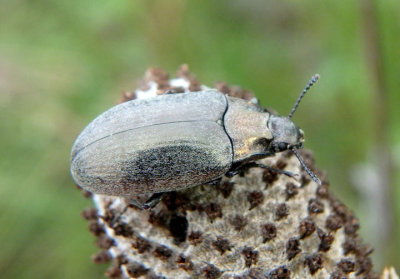 Bothrotes canaliculatus; Darkling Beetle species