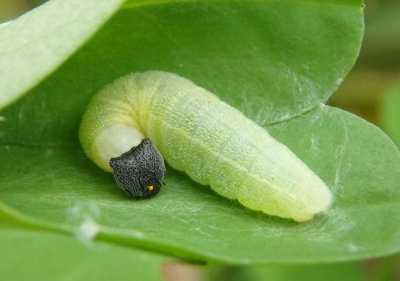 Erynnis baptisiae; Wild Indigo Duskywing caterpillar