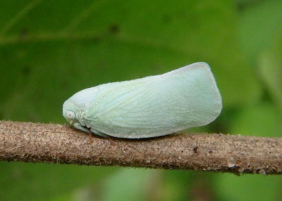 Flatormenis proxima; Northern Flatid Planthopper
