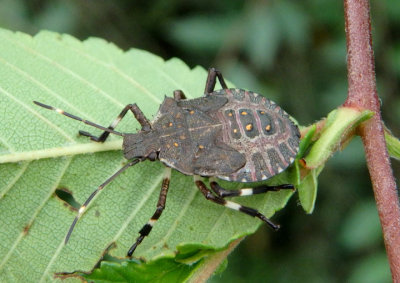 Halyomorpha halys; Brown Marmorated Stink Bug nymph; exotic