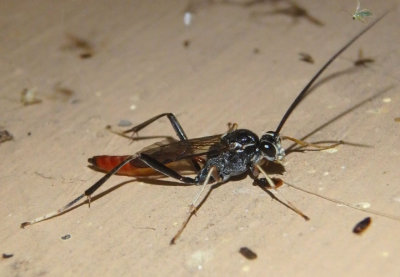 Cryptus albitarsis; Ichneumon Wasp species; male