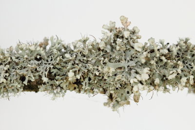 Physcia adscendens