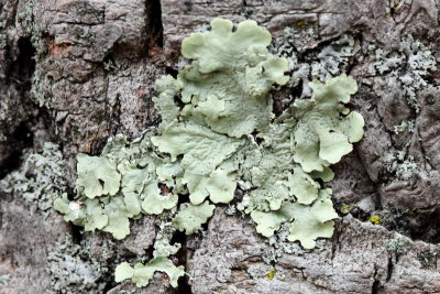 Common Greenshield Lichen (Flavoparmelia caperata)