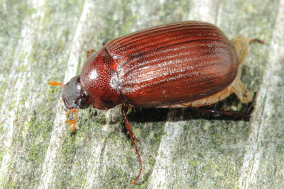 May Beetle (Serica sp.)