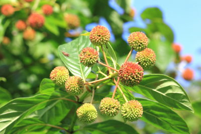 Buttonbush (Cephalanthus occidentalis)