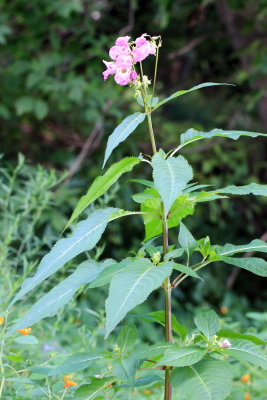 Himalayan Balsam (Impatiens glandulifera)