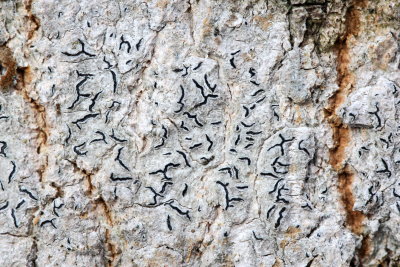 Script Lichen (Graphis scripta)