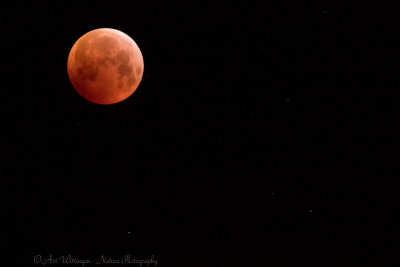 Lunar eclipse - bloedwolfsmaan-3142.JPG