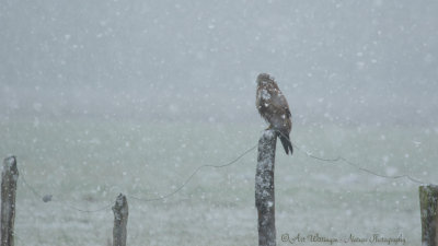 Buteo buteo / Buizerd / Common buzzard