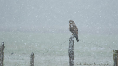 Buteo buteo / Buizerd / Common buzzard