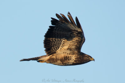 Buteo buteo / Buizerd / Common buzzard
