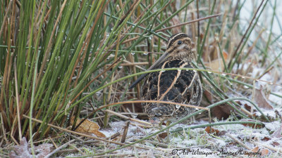 Gallinago gallinago / Watersnip / Snipe