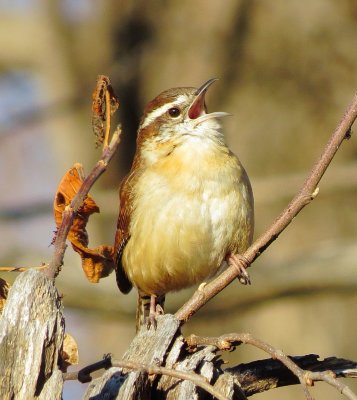 Carolina Wren