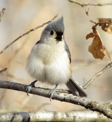 Tufted Titmouse