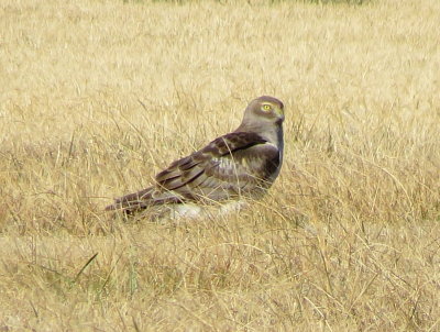 Northern Harrier