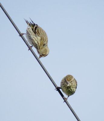 Pine Siskin