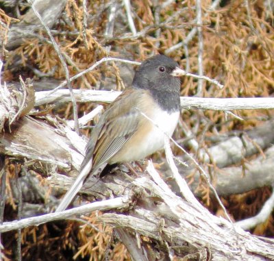 Dark-Eyed Junco