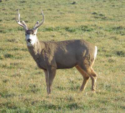 Mule Deer