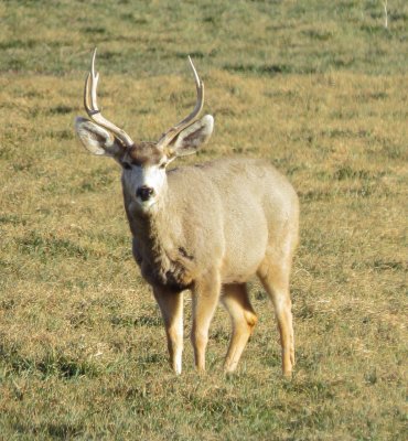 Mule Deer